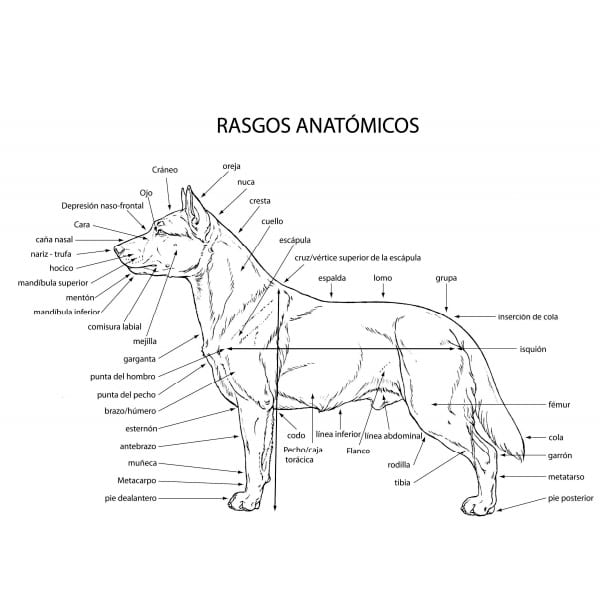 estandar de la raza del border collie anatomia