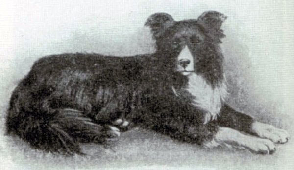 old kep isds 13 border collie