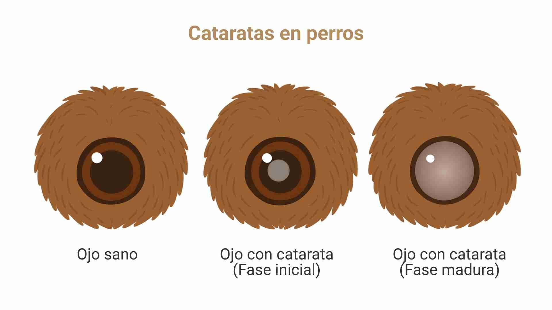 cataratas en perros