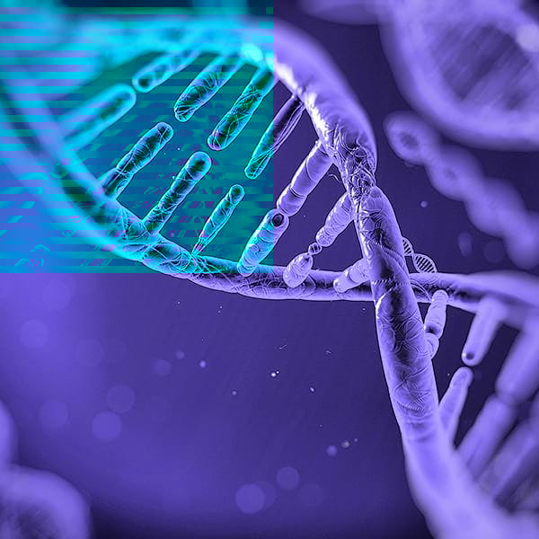 enfermedades genéticas en el border collie