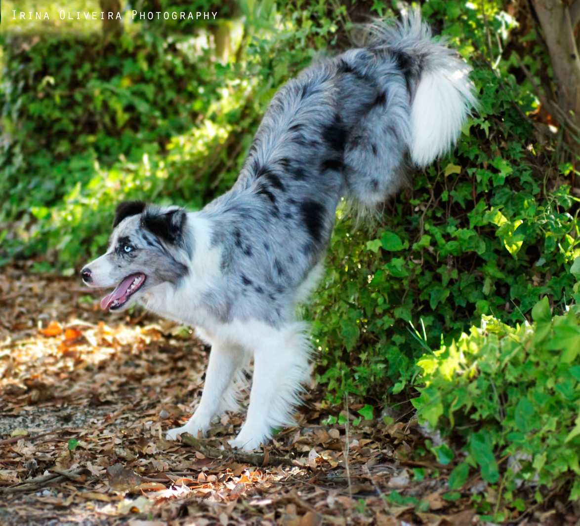 trick dog border collie champion lexa