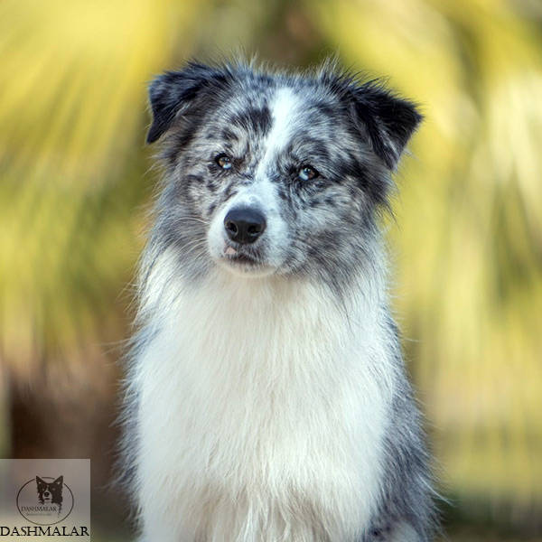 eyes of the world Victorious Moss border collie españa