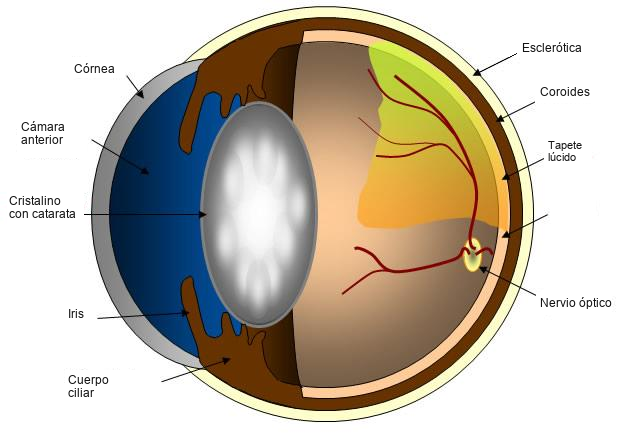 ojo con cataratas en border collie