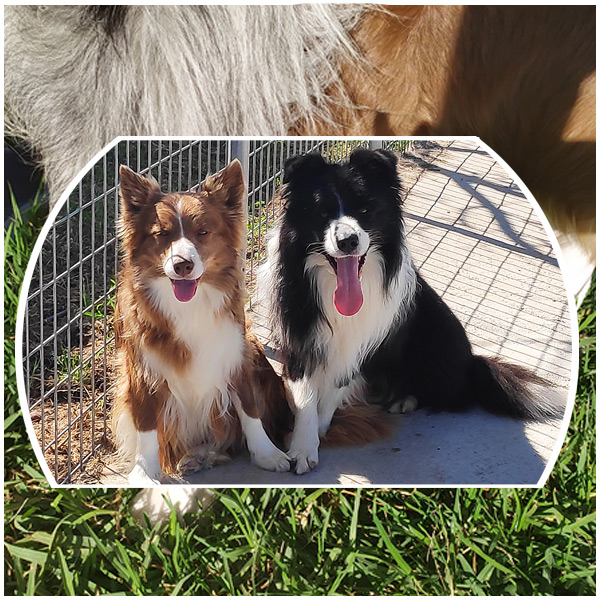 cachorro border collie gardelcan