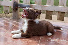 cachorra border collie Aurora