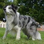 dasher de villa zahara