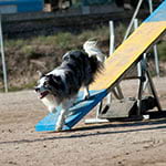 border collie haciendo agility