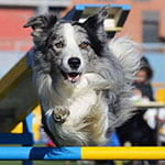 border collie saltando en agility