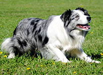border collie azul mirlo