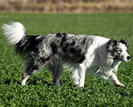 border collie blue merle