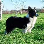 heart of gold de gardelcan