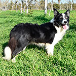 heart of gold de gardelcan