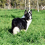 heart of gold de gardelcan