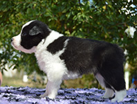 heart of gold de gardelcan