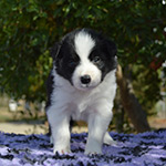 heart of gold de gardelcan