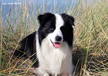 eyes of the world my special victory