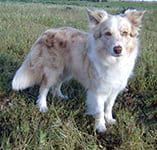 original at real pearl