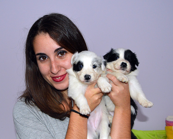 border collie gardelcan