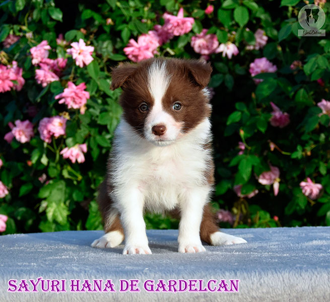 cachorro Border Collie marrón chocolate y blanco Gardelcan