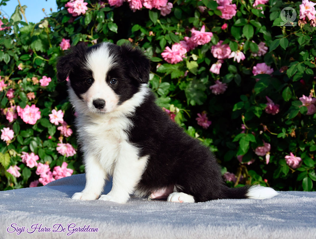 cachorro criadero border collie blue merle y red merle