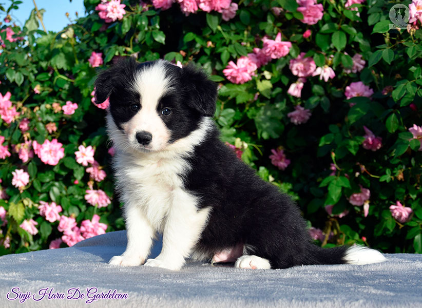 cachorro Border Collie negro y blanco Gardelcan